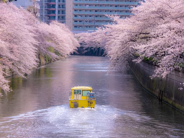 【五反田発着・目黒川貸切クルーズ】船上で贅沢な桜のお花見！わんちゃんと一緒にプライベートクルーズ