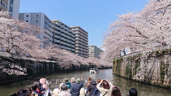 目黒川お花見クルーズ！屋根のないオープンボートで360°大迫力の桜を満喫