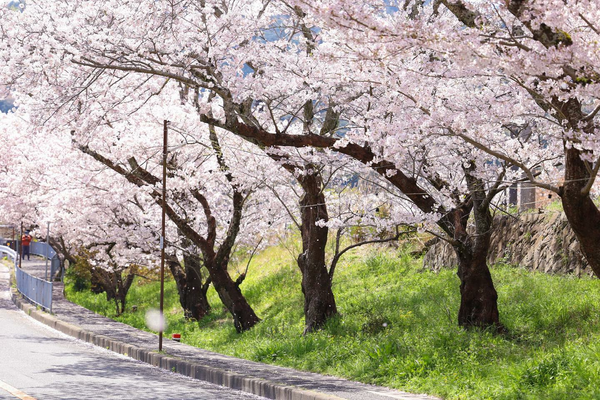 【4/2～7限定】桜の名所『山中渓』豪華食事付き・特別観覧席での桜鑑賞プラン（シャトルバス付） - 大阪