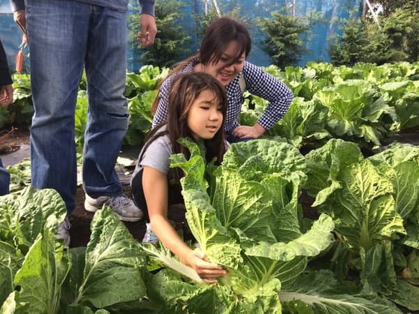 子供から大人まで！旬の野菜を収穫しよう！野菜収穫体験