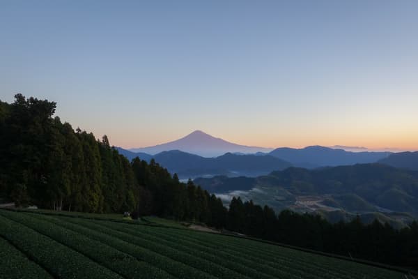 富士山の絶景を望む「おかかえ茶園かねぶん」で茶畑見学＆お茶体験